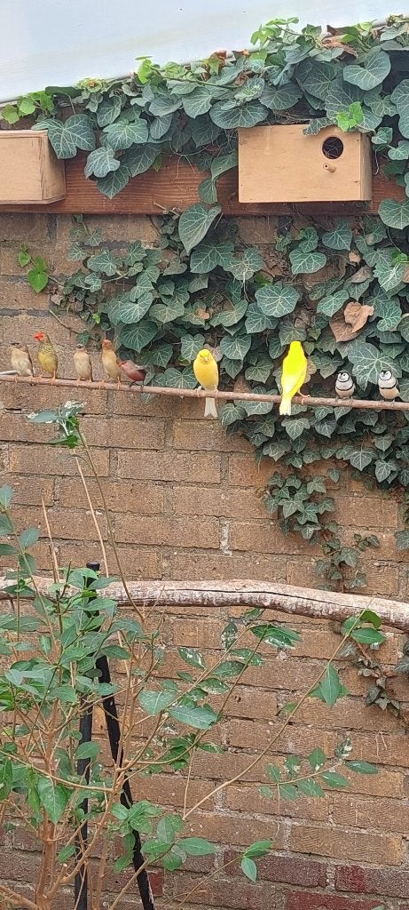 Cubavinken, binsenastrildes en kanaries, Dieren en Toebehoren, Meerdere dieren, Tropenvogel, Geringd