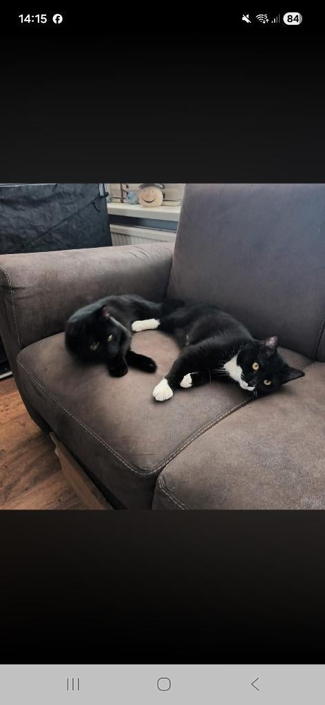 2 katten broers zoeken nieuw huisje, Dieren en Toebehoren, Katten en Kittens | Overige Katten, Kater, Kortharig, 3 tot 5 jaar