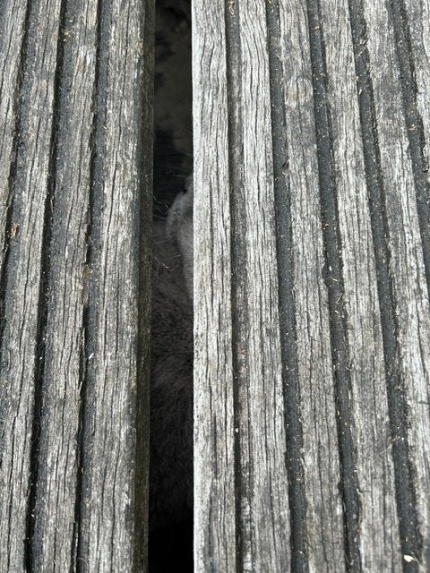 Kat is gevonden!, Dieren en Toebehoren, Kater, Gechipt