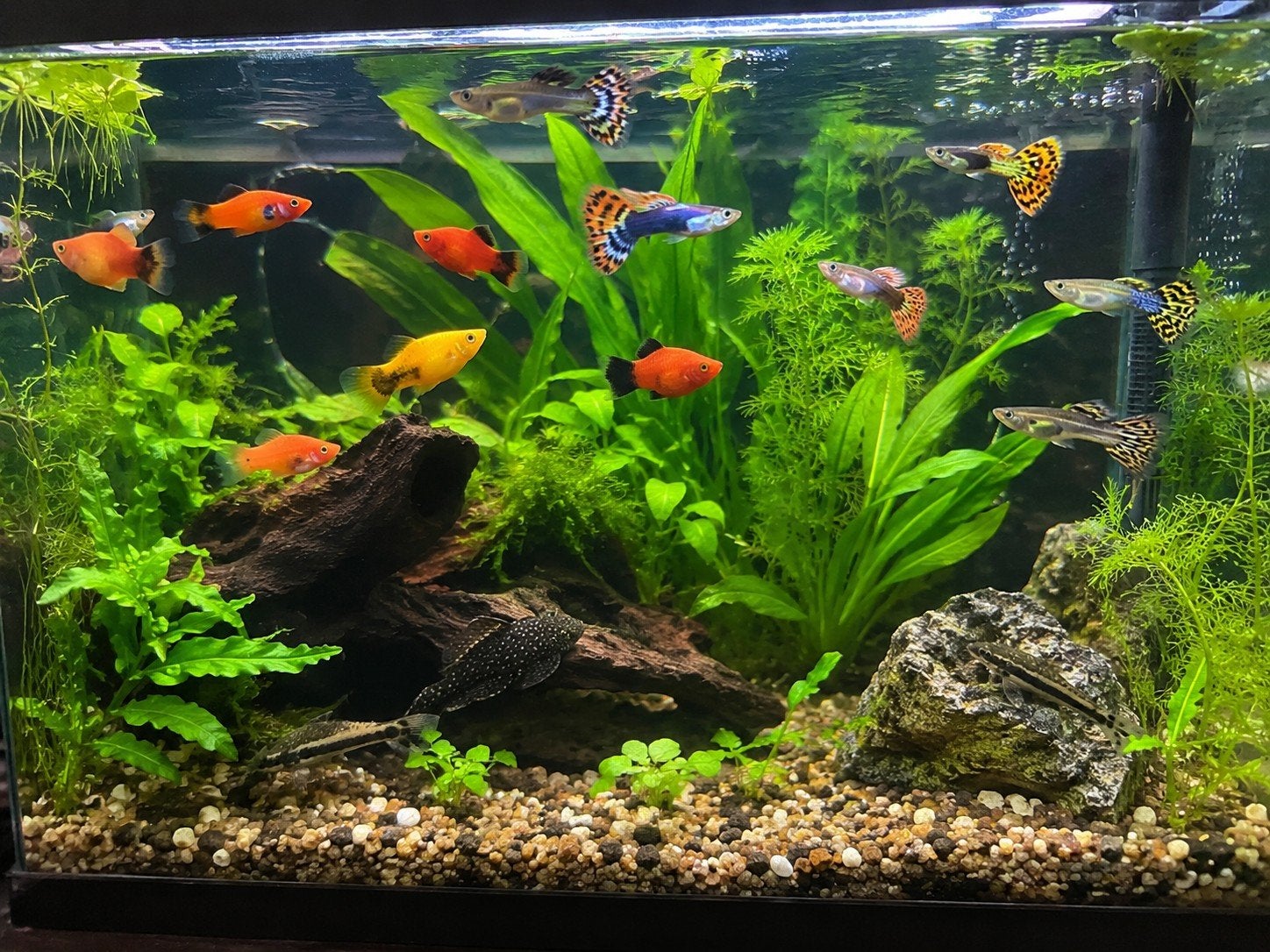 Gezocht - Aquariumvissen, Vis, Zoetwatervis