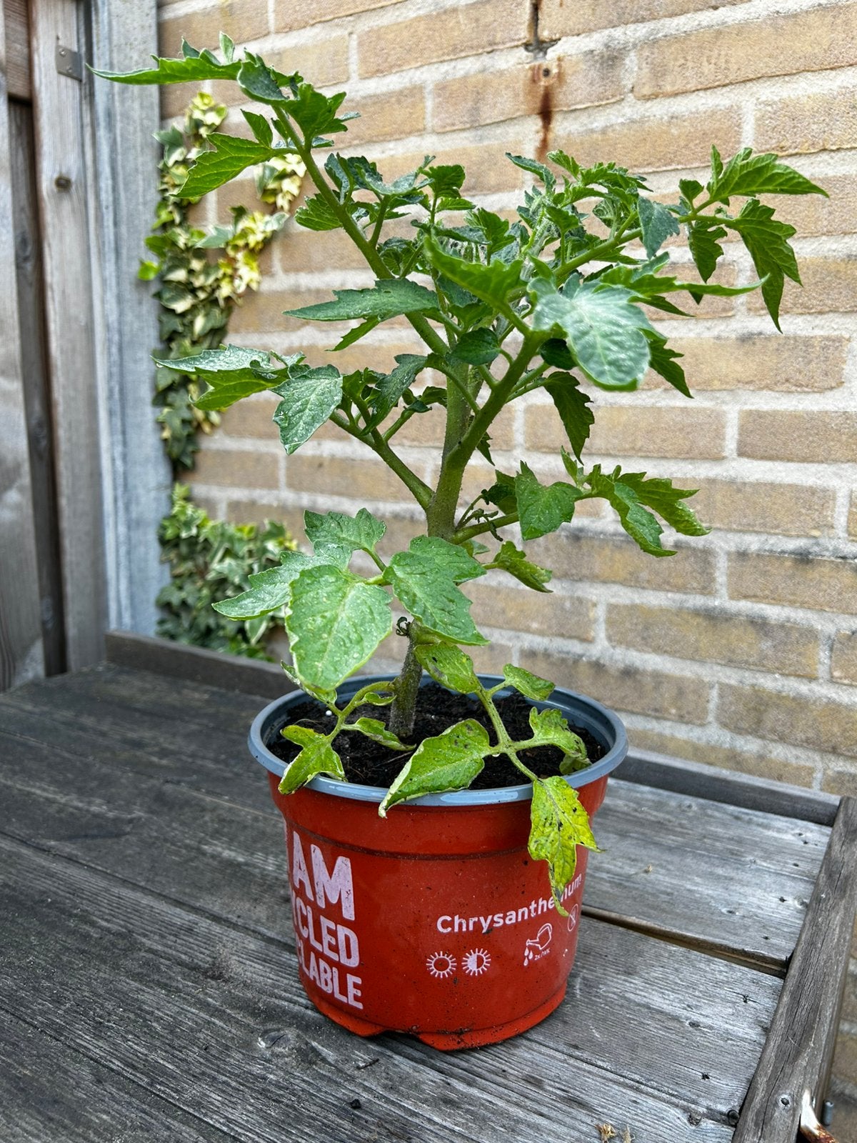 Grote Biologische Tomatenplant(en) (San Marzano), Ophalen, Eenjarig, Groenteplanten, Volle zon