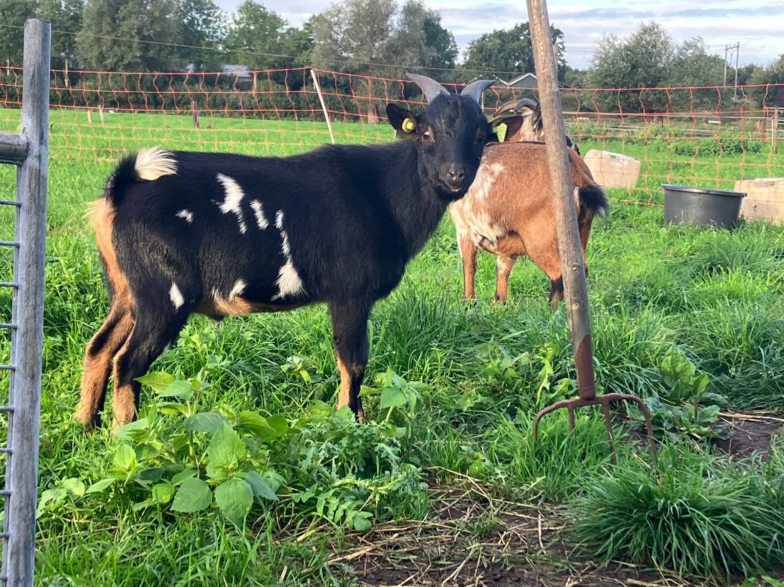 Black en tan bok te huur, Dieren en Toebehoren, Mannelijk, Geit