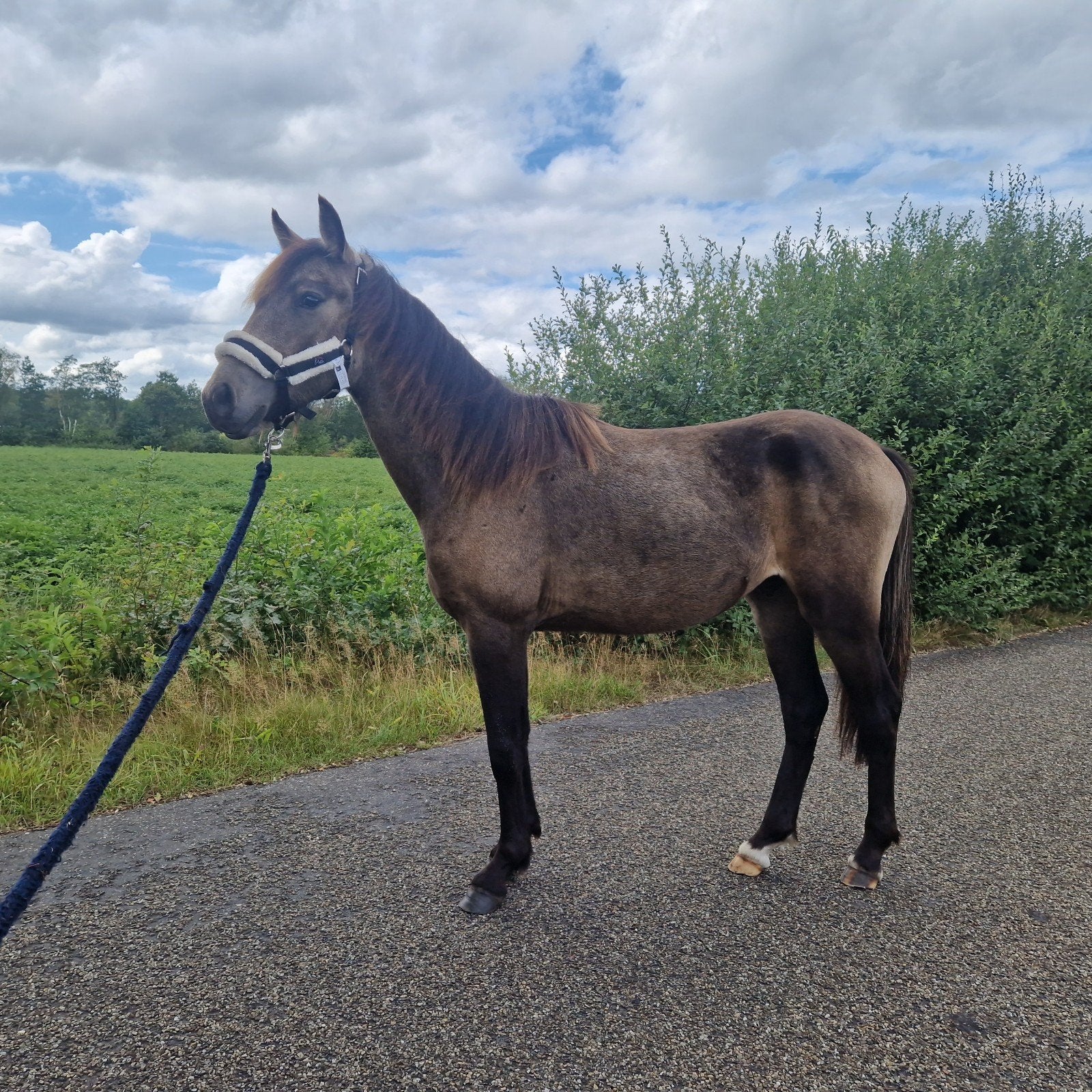 Valk Jaarling hengst, Dieren en Toebehoren, Pony's, Hengst, Gechipt, 0 tot 2 jaar