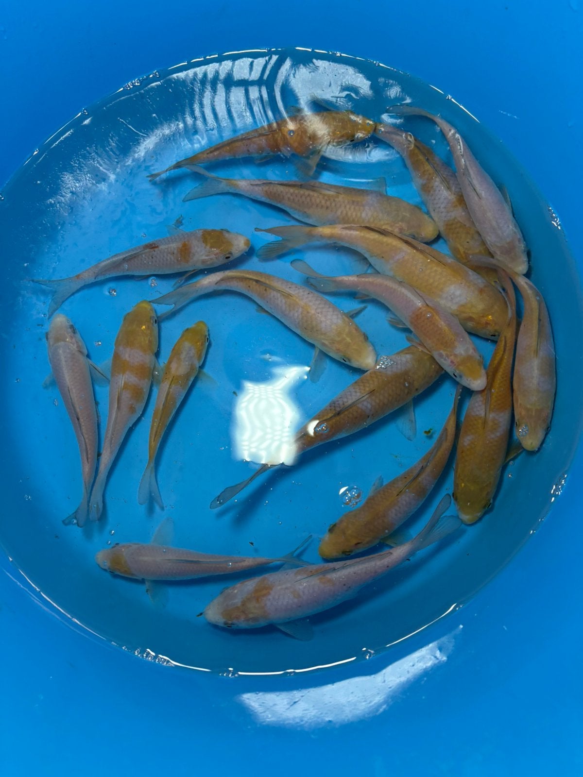 Koi Ochiba en mix gosanke, Dieren en Toebehoren, Vissen | Vijvervissen, Karper of Koi