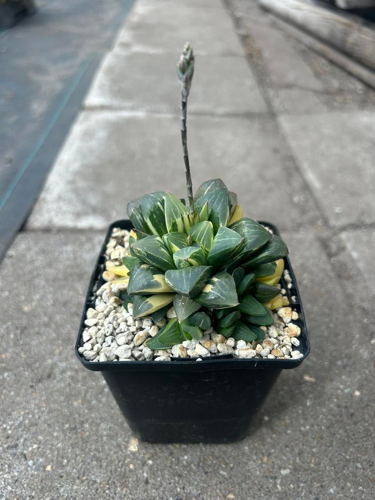 Vetplant - Haworthia heidelbergensis variegata, Huis en Inrichting, Kamerplanten, Ophalen of Verzenden, Halfschaduw, Minder dan 100 cm