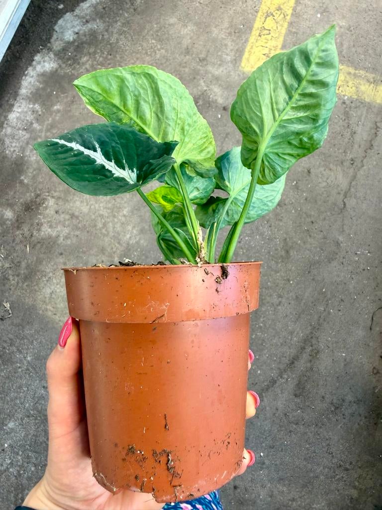 Syngonium Scrambled Eggs  p12, Overige soorten, In pot, Minder dan 100 cm, Groene kamerplant