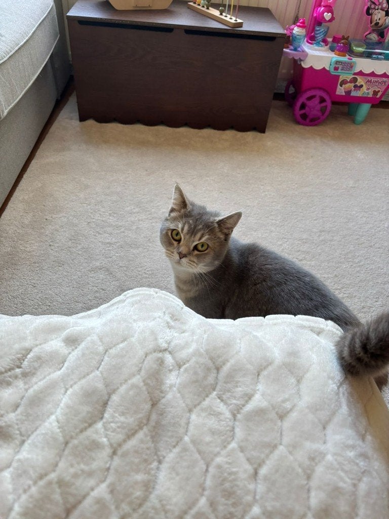 Vermiste kat Benji/Voorthuizen, Kat