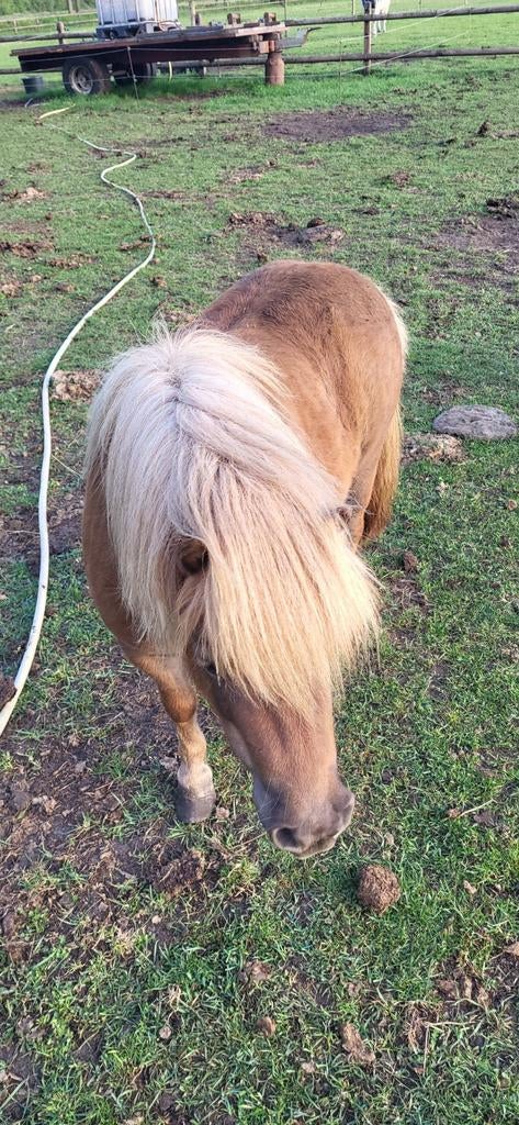 Gezocht  vewspot hengst, Dieren en Toebehoren, Merrie, A pony (tot 1.17m)