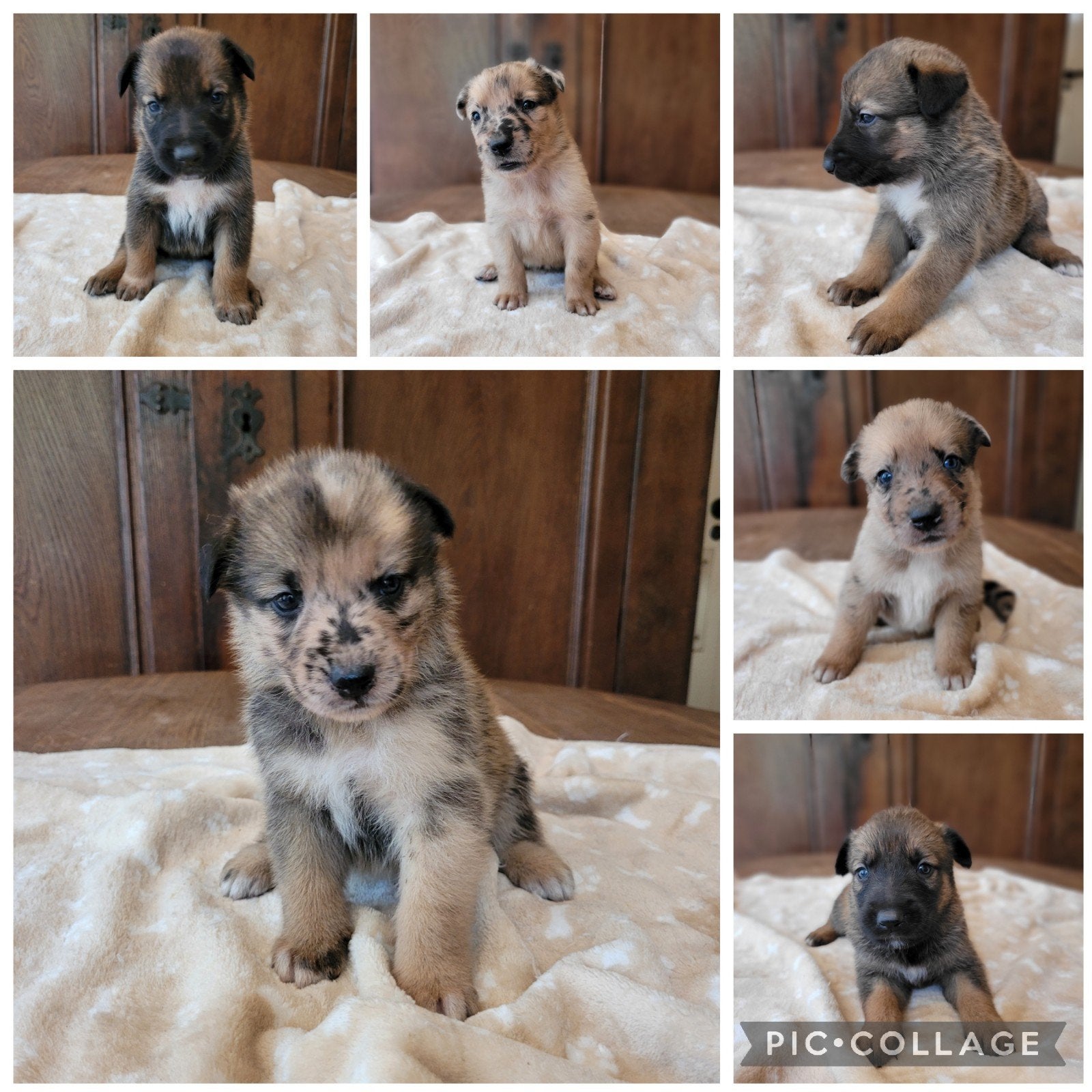 Mix Kruising Mechelse Herder X Australian Shepherd  Puppy's, Dieren en Toebehoren, Honden | Herdershonden en Veedrijvers, Parvo