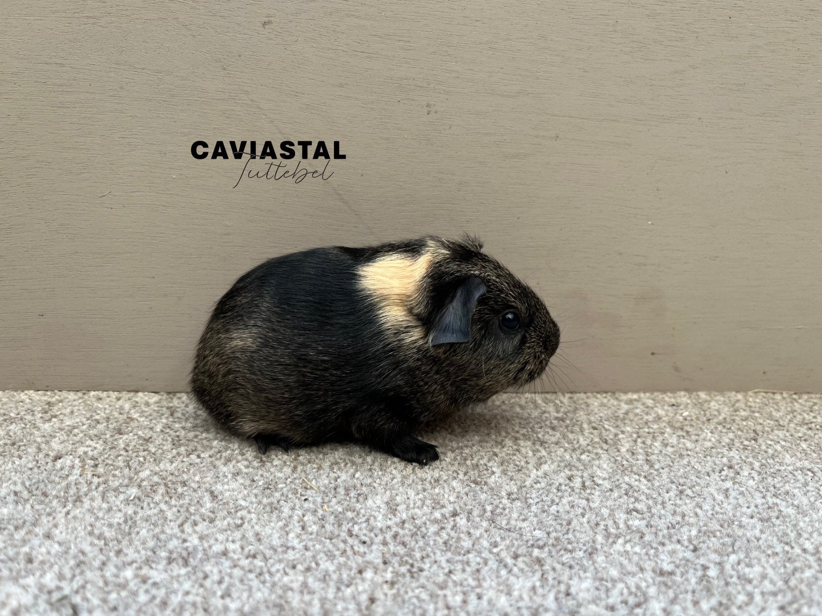 Gladhaar solid lemonagouti creme beertje, Dieren en Toebehoren, Cavia, Mannelijk, Tam, September