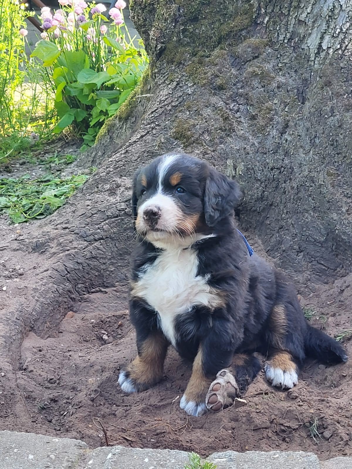 Berner Sennen Pup Reu met Stamboom, Dieren en Toebehoren, Honden | Bulldogs, Pinschers en Molossers, Reu, Sennenhond, Particulier