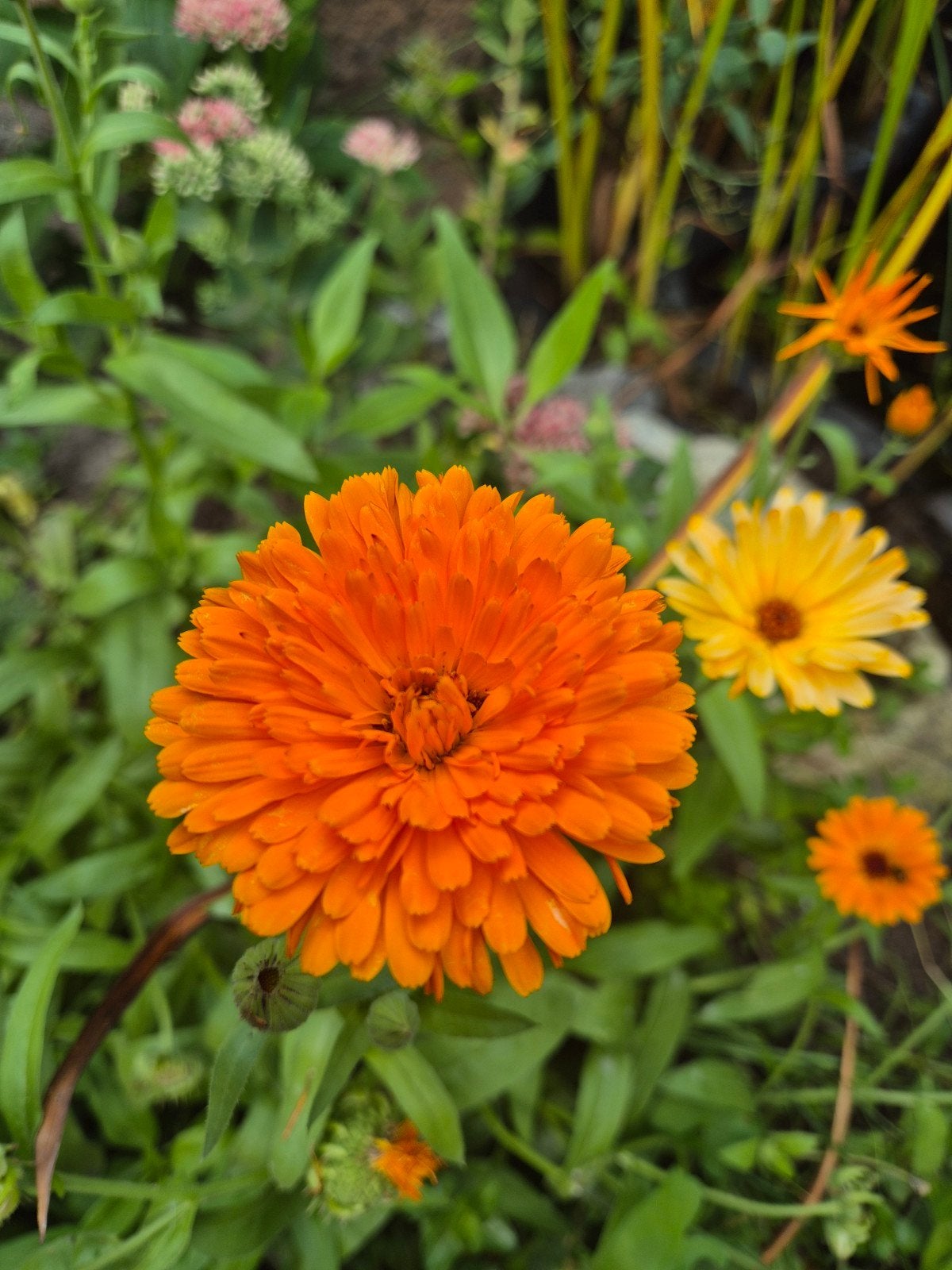 Goudsbloem Kleine Mix - Vrolijke Oranje en Gele Bloemen, Overige soorten, Volle zon, Eenjarig, Ophalen of Verzenden