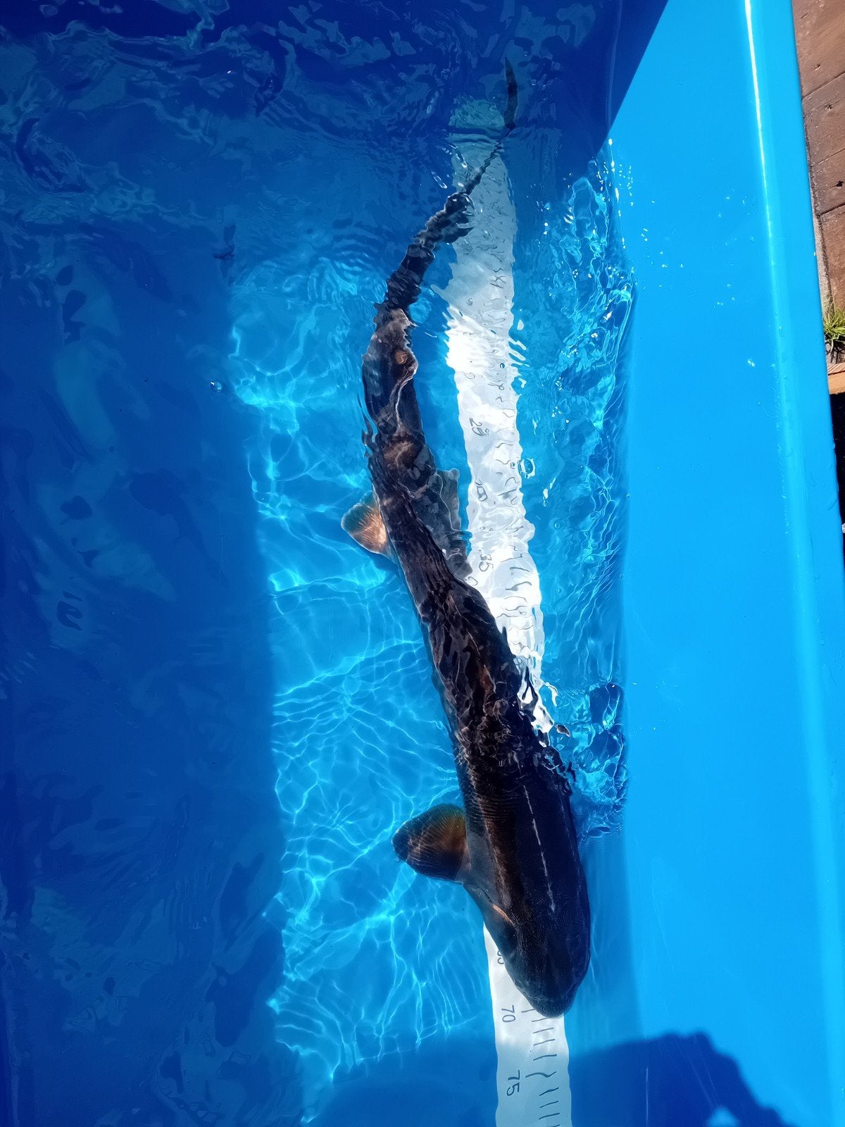 diamant steur 75cm, Steur