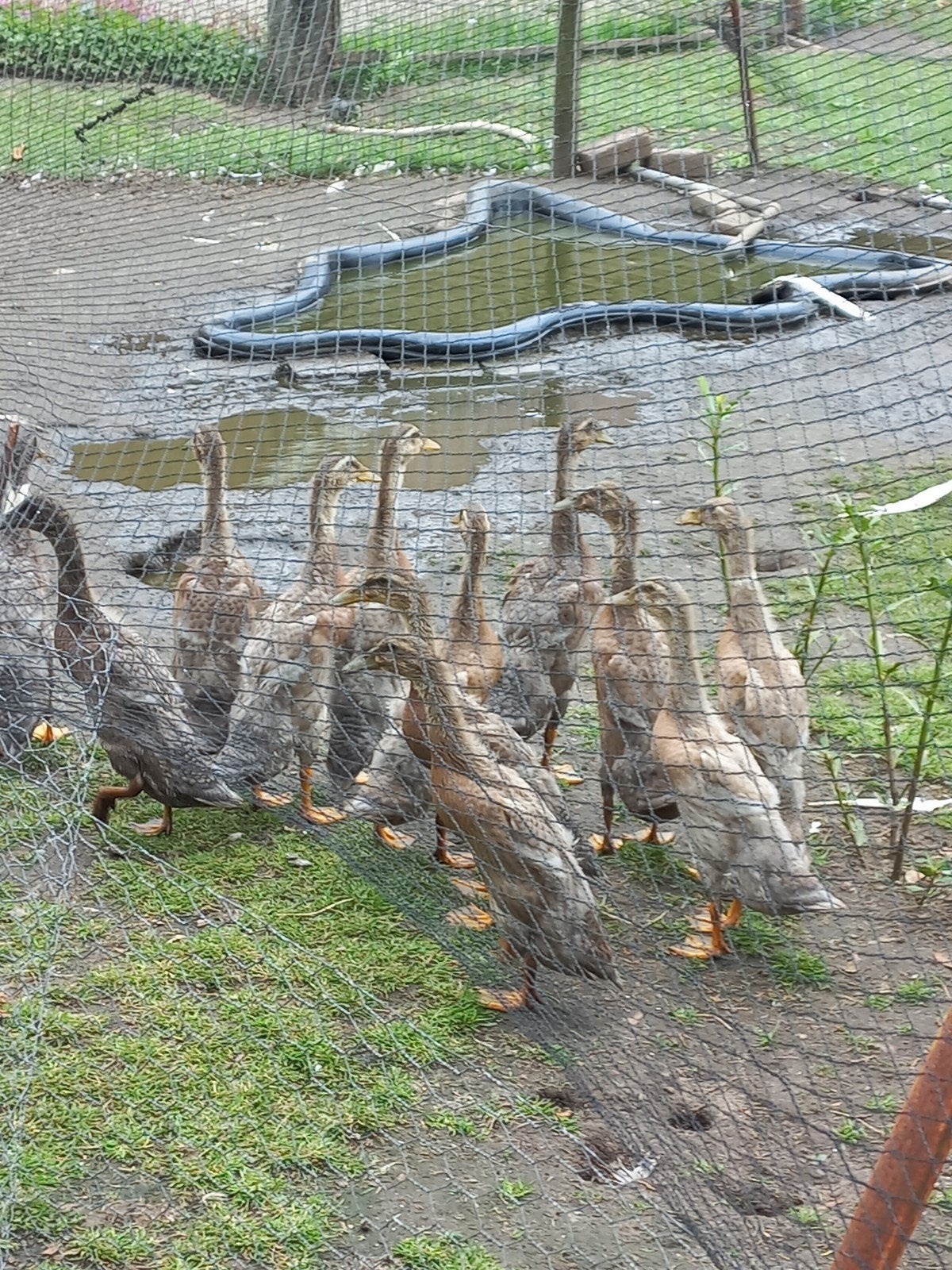 Te koop loopeendjes, Mannelijk, Kip