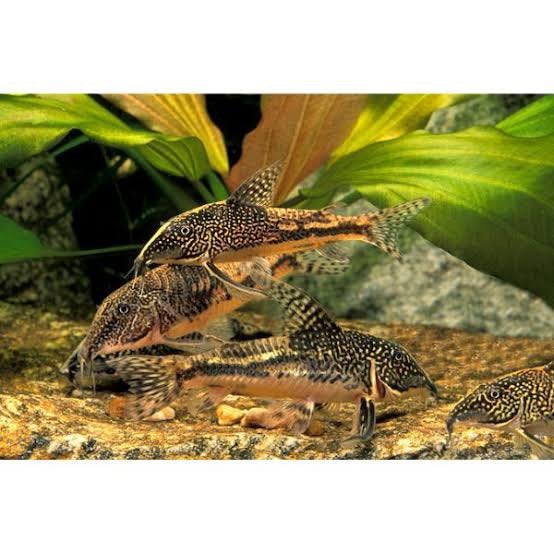Corydora Barbatus, Dieren en Toebehoren, Vissen | Aquariumvissen, Vis