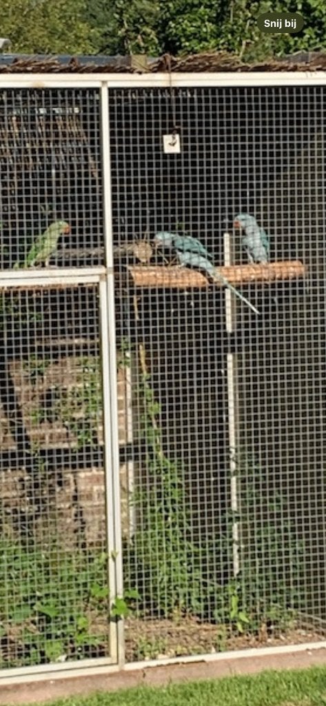 Gele Alexander, Meerdere dieren, Parkiet, Geringd