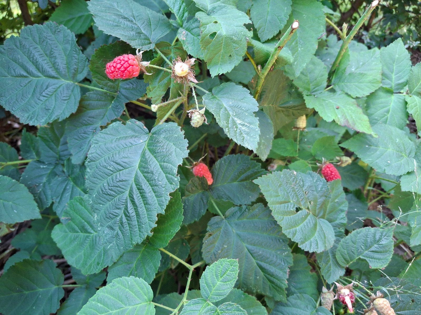 Uit de biologische moestuin: Rode Moerbei, planten, Minder dan 100 cm, Overige soorten, Volle zon, Ophalen of Verzenden