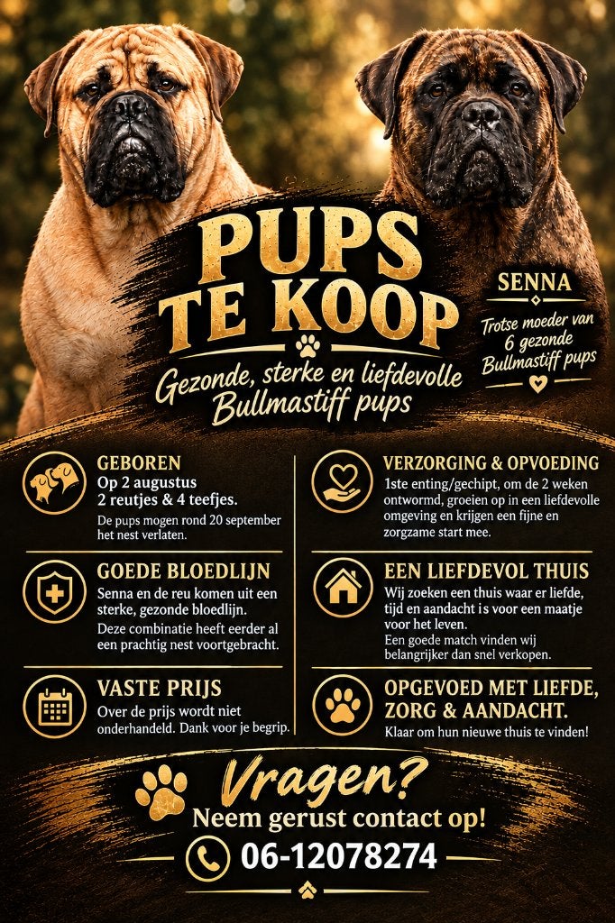 Bullmastiff Pups, 8 tot 15 weken, Meerdere, Meerdere dieren, Nederland