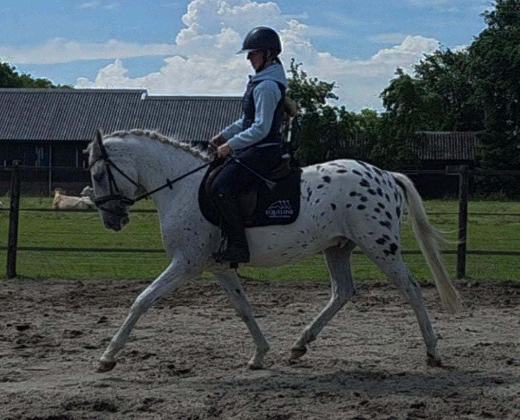 Knappe brave allround appaloosa pony, Dieren en Toebehoren, Pony's, E pony (1.48m - 1.57m), Ruin, Zadelmak, 3 tot 6 jaar