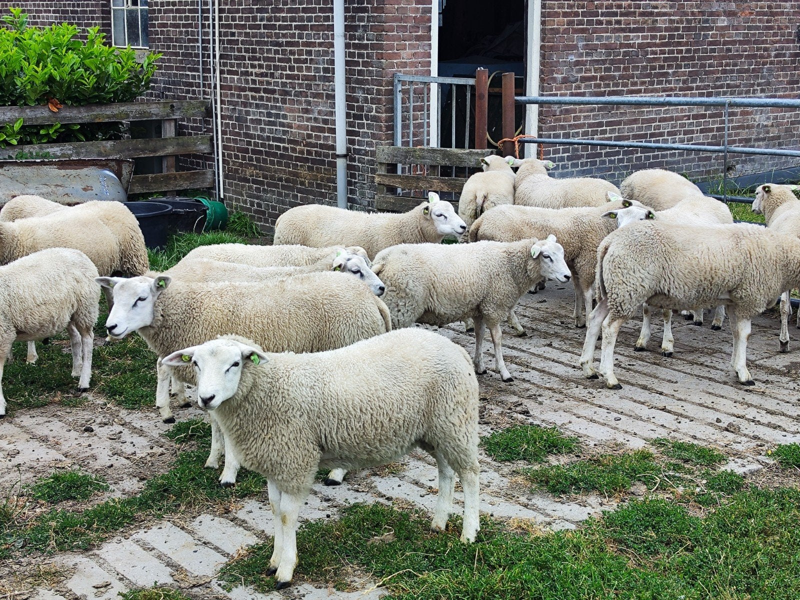 Swifter dekrammen te koop, Dieren en Toebehoren, Schapen, Geiten en Varkens, Mannelijk, Schaap