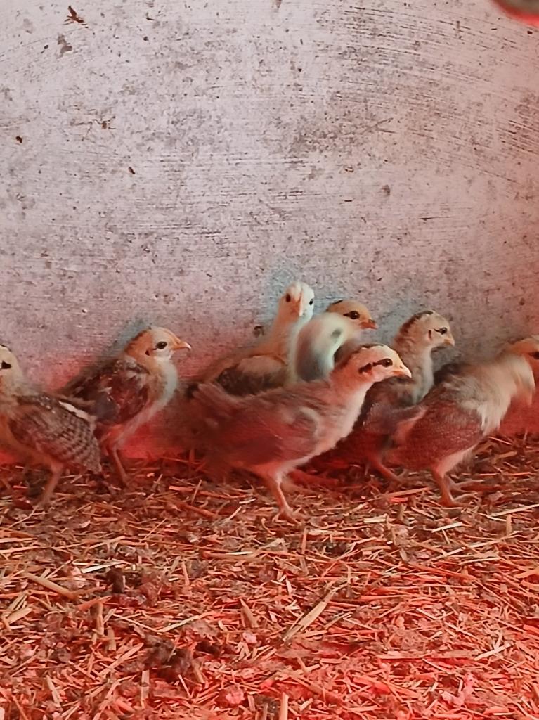 T.K. 15 kriel kuikentjes mix ongeveer 2 week oud E30,-, Dieren en Toebehoren, Pluimvee, Geslacht onbekend, Kip