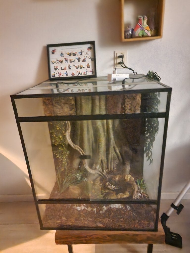 Mooi groot terrarium met inhoud en koningsslang Kingsnake - unknown for sale from M