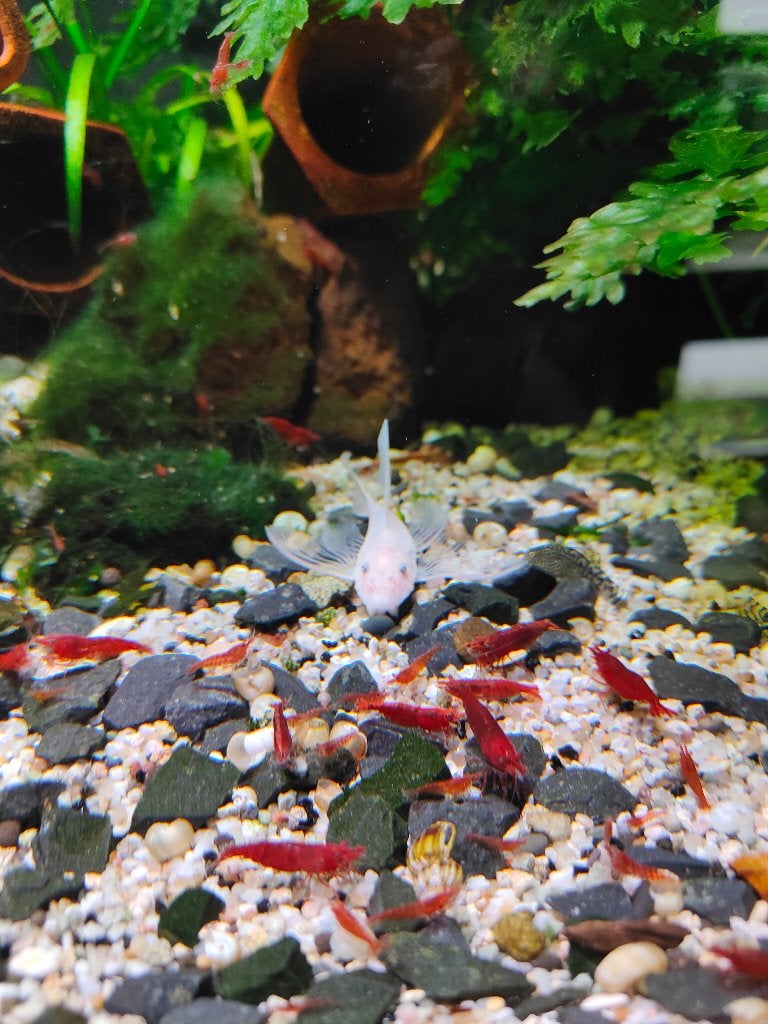 Bloody mary garnalen ( neo caridina), Dieren en Toebehoren, Vissen | Aquariumvissen, Kreeft, Krab of Garnaal, Zoetwatervis