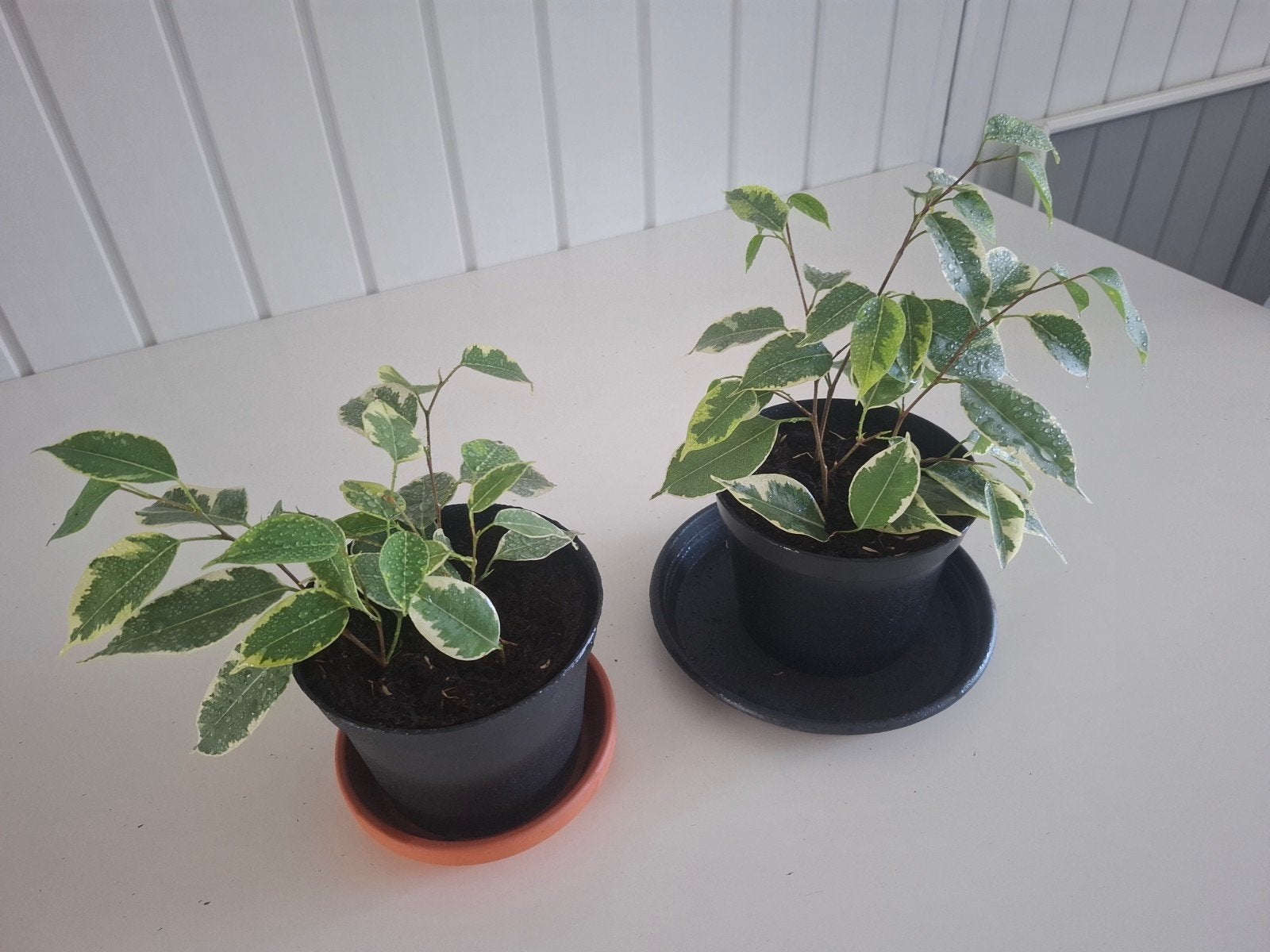 jonge stek Ficus Benjamina, Ophalen