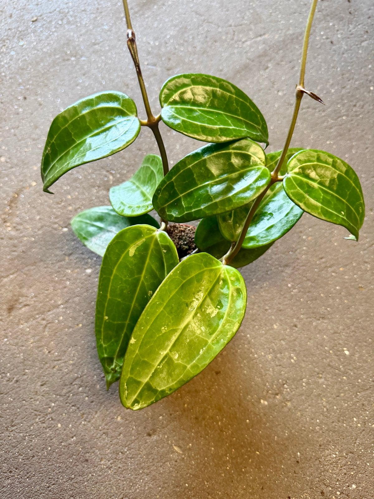 Hoya verticillata green p9, Ophalen of Verzenden