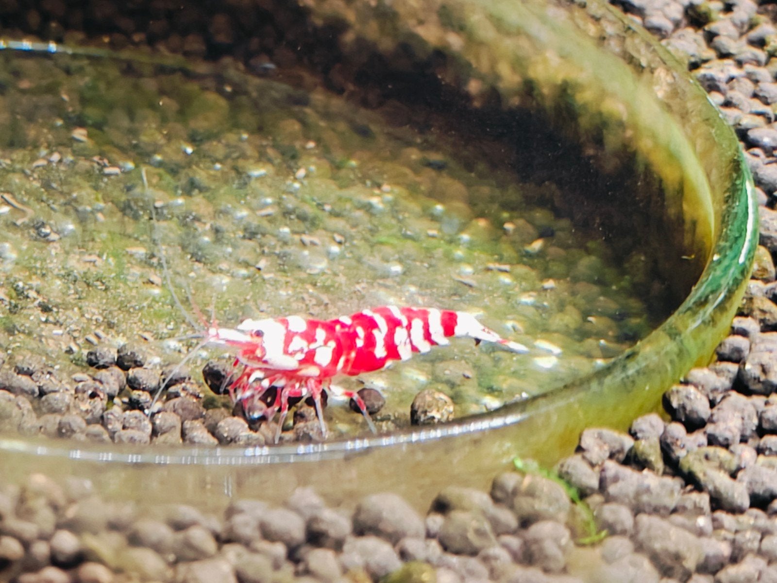 Red Fancy tiger garnalen caridina 🔥🔥🔥, Kreeft, Krab of Garnaal