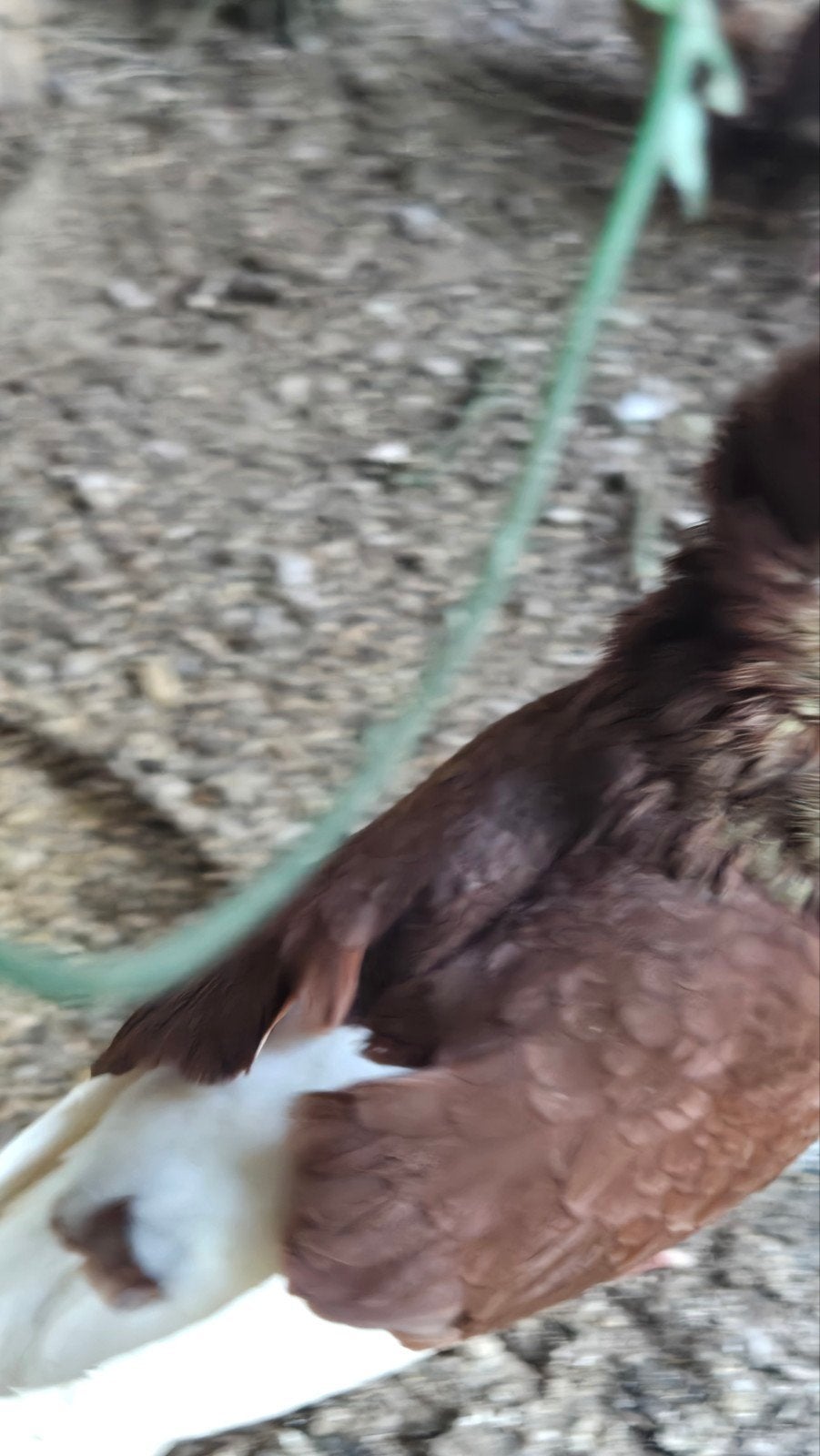 Kapucijners  2 koppels te koop, Meerdere dieren, Eend