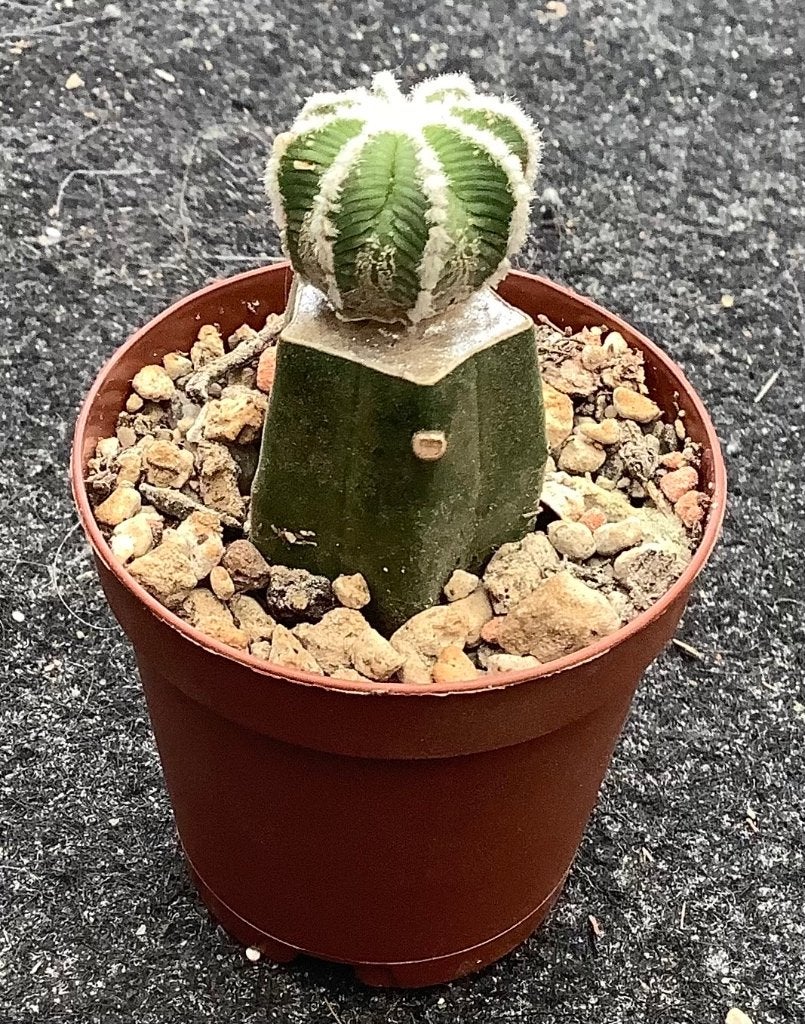 Cactus, Aztekium, Ophalen of Verzenden, Cactus, Volle zon, Minder dan 100 cm