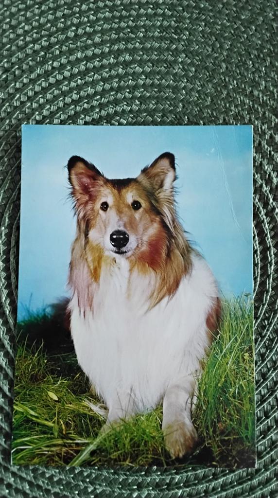 Vintage Ansichtkaart Collie Schotse Herdershond, Ophalen of Verzenden, 1980 tot heden, Ongelopen, Hond of Kat