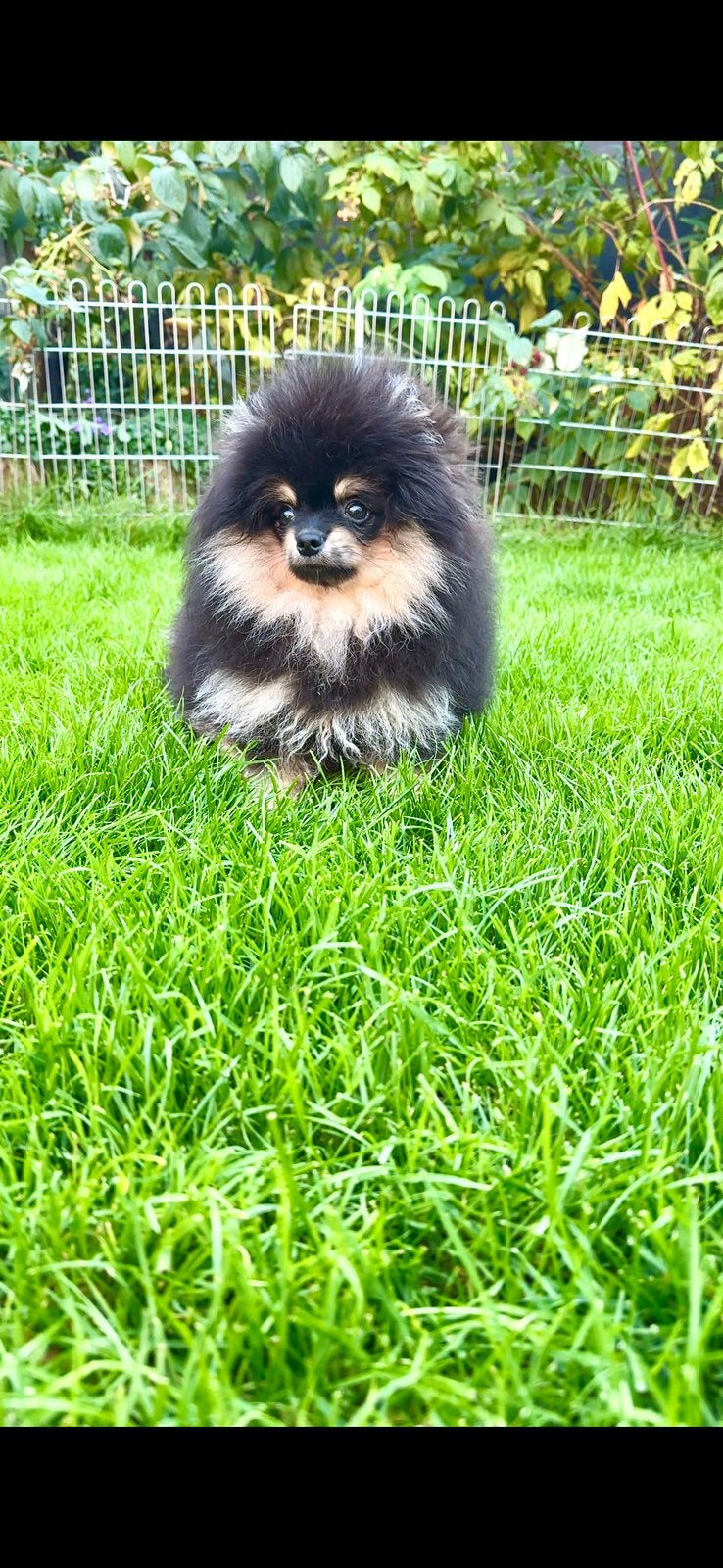 Pomeriaan pups, Dieren en Toebehoren, Particulier, Keeshond, 15 weken tot 1 jaar, Reu