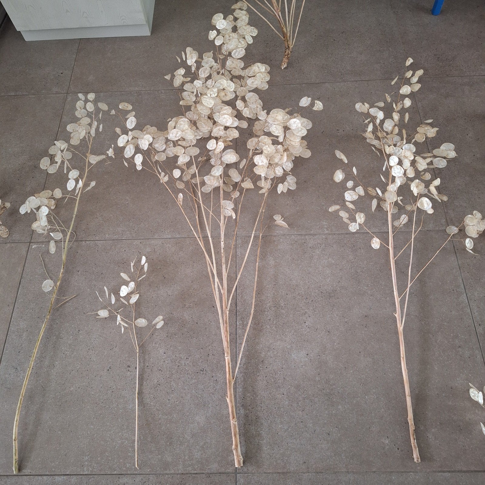 droogbloemen judaspenning siergras lunaria Herfstdecoratie, Ophalen, Nieuw
