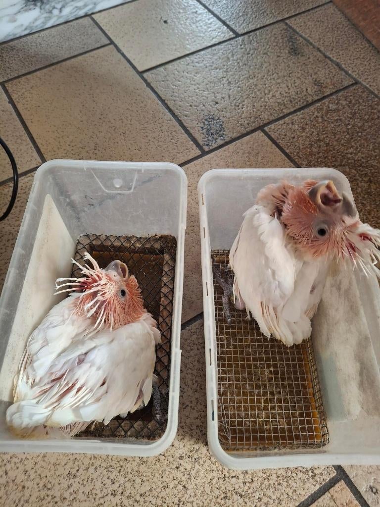 inca kaketoe, Dieren en Toebehoren, Vogels | Parkieten en Papegaaien, Mannelijk, Papegaai, Tam