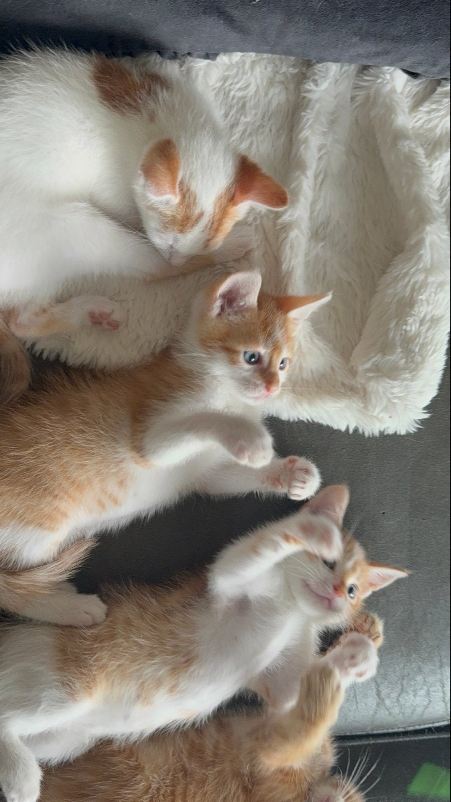 Mooie rode kittens, Motoren, Ophalen of Verzenden