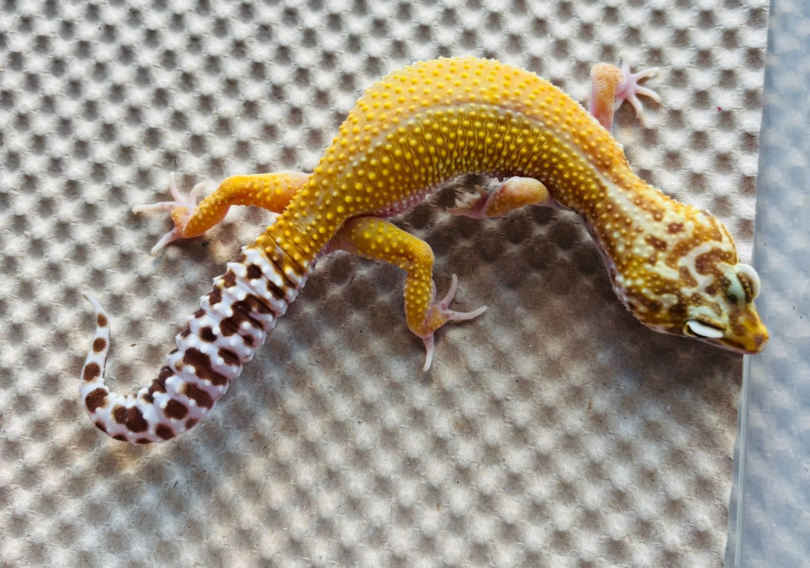 Giant luipaardgekko Leopard Gecko - female for sale from Cindy