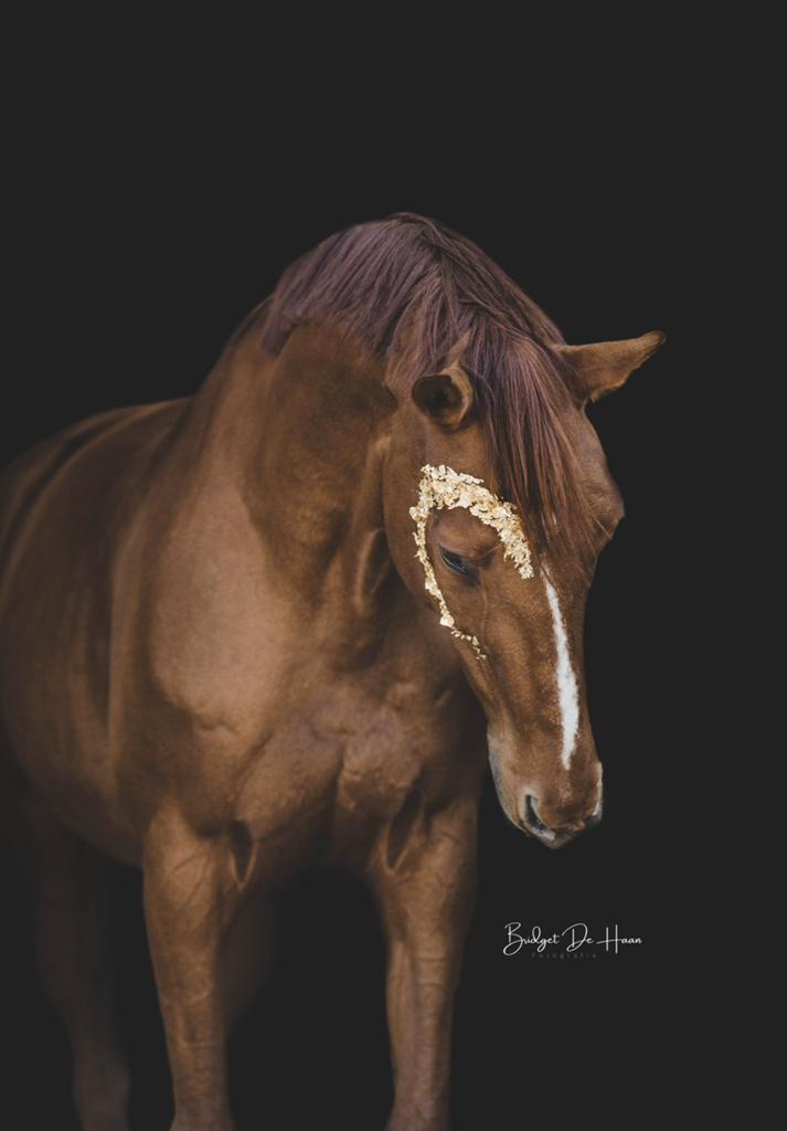 Door angst ruiter in prijs verlaagd,voor de snelle beslisser, Merrie, Springpaard, Met stamboom, M