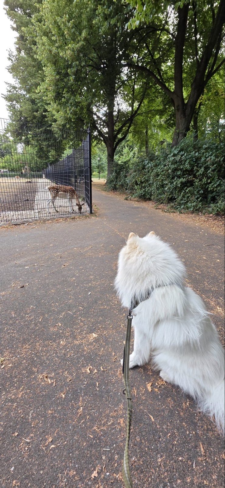 Samojeed Dekreu, Reu, 1 tot 2 jaar, Groot, Eén hond