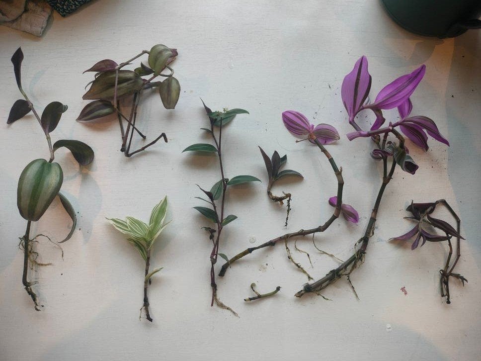 5 soorten Tradescantia stekken, Ophalen, Overige soorten, Halfschaduw, Minder dan 100 cm