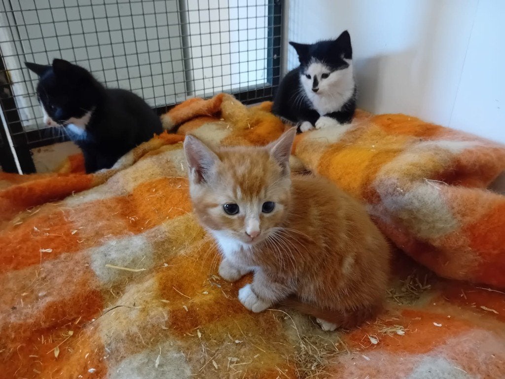 Boerderij kittens, Dieren en Toebehoren, Meerdere dieren, Kortharig, 0 tot 2 jaar