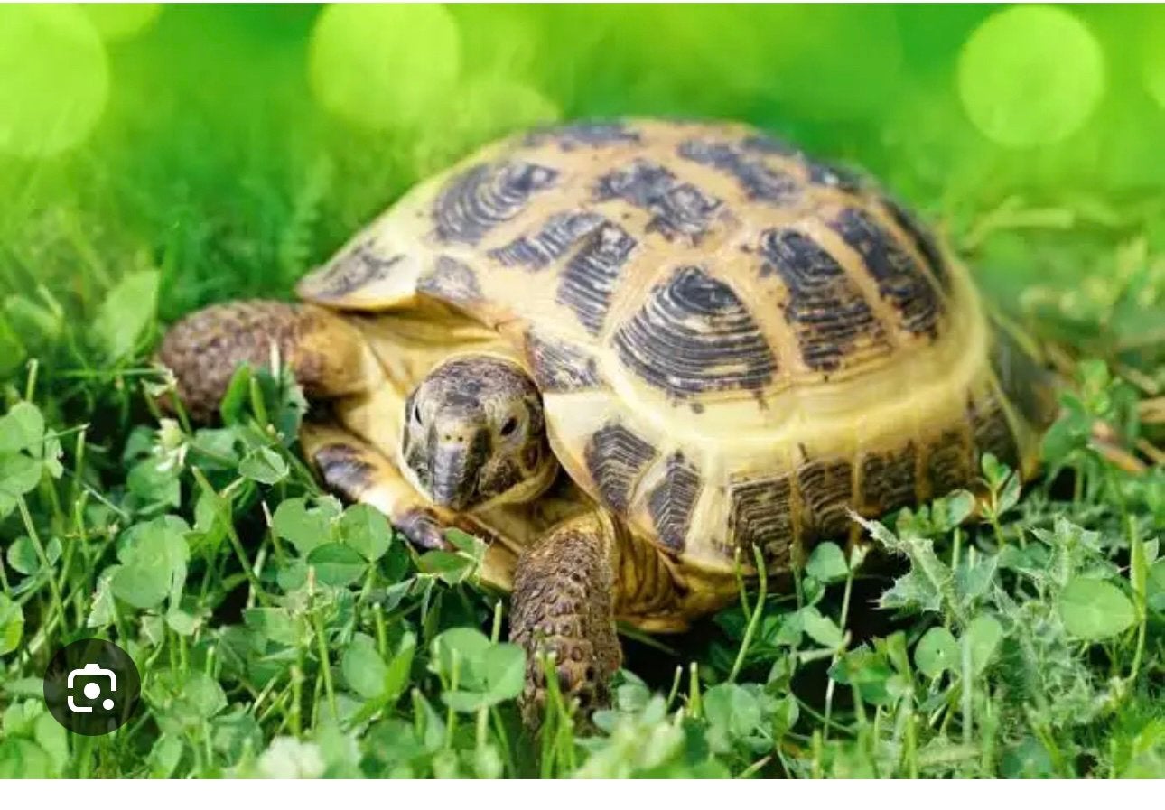 Op zoek naar een volwassen vrouw Russische vierteenschildpad, Schildpad, 0 tot 2 jaar