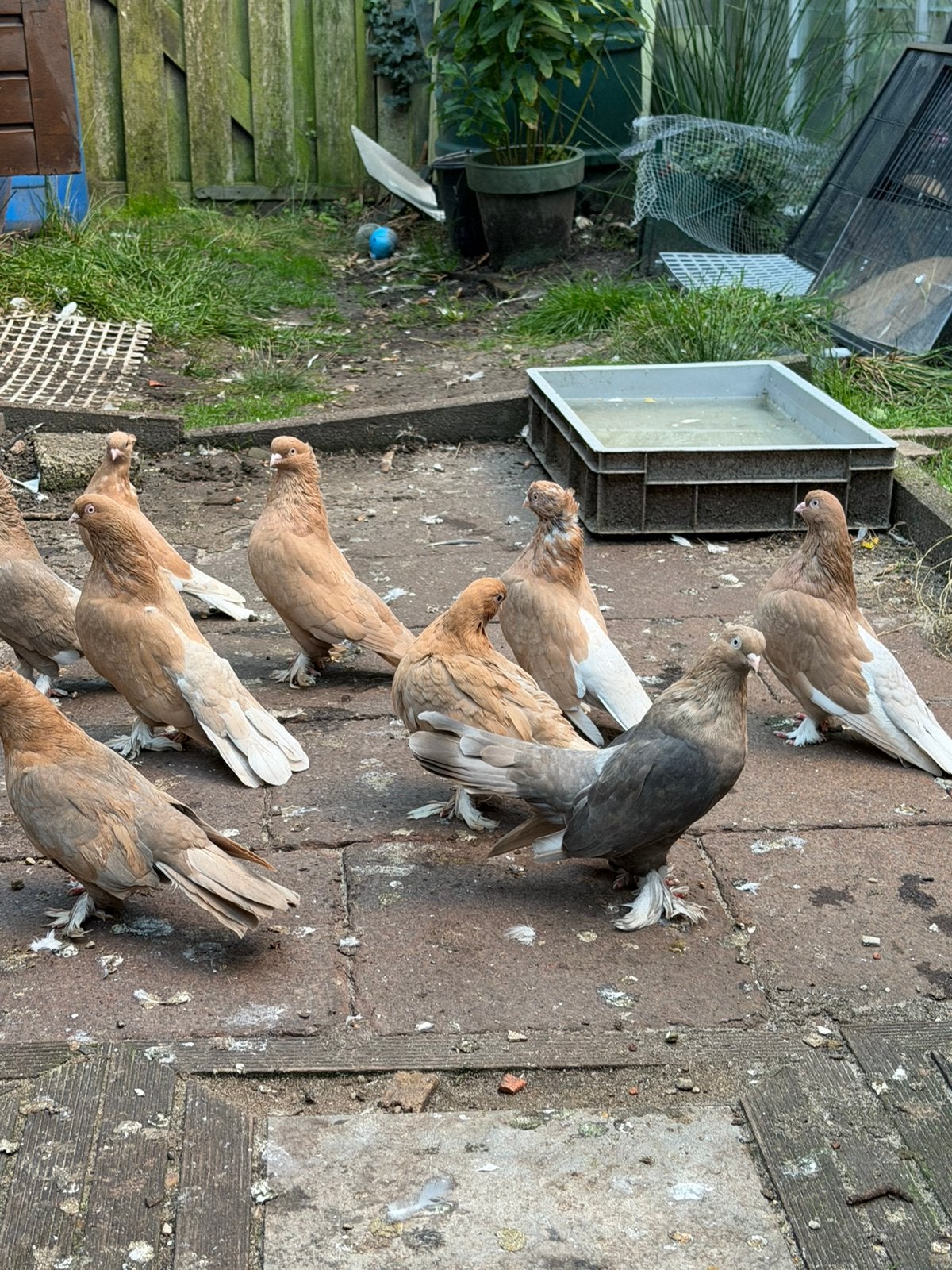 Takla duiven, Meerdere dieren, Overige soorten