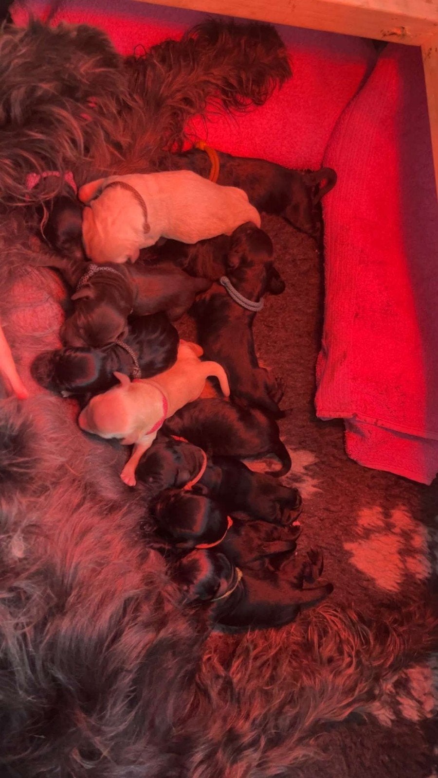 Labradoodle pups!!, 8 tot 15 weken, Meerdere, Meerdere dieren, Nederland