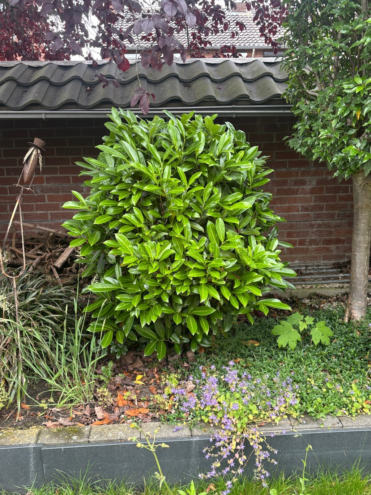 Gratis af te halen Prunus, Laurier en Ilex, Tuin en Terras, Planten | Tuinplanten, Ophalen, Overige soorten, Halfschaduw
