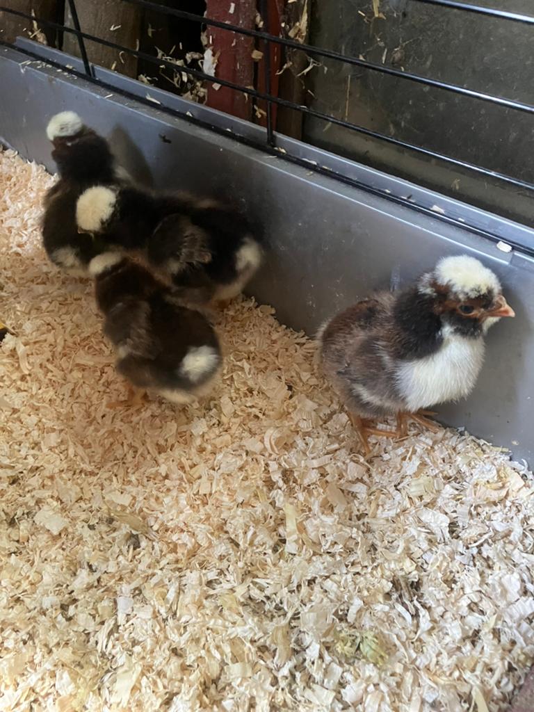 4 baardkuifhoen tollbunt kuikens, Geslacht onbekend, Kip