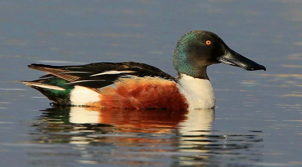 Europese slobeend man, Dieren en Toebehoren, Pluimvee, Meerdere dieren, Eend