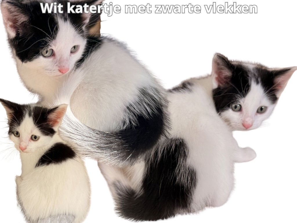 Prachtige Britse korthaar mix kittens, Dieren en Toebehoren, Katten en Kittens | Raskatten | Korthaar, Meerdere dieren, Ontwormd