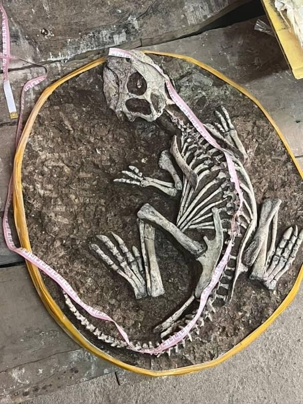 Foto 4 van UNIEK ORIGINEEL PSITTACOSAURUS-SKELET – MUSEUMKWALITEIT